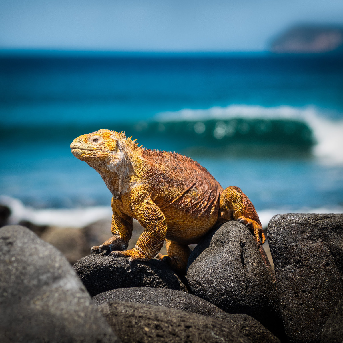 Big Lizard