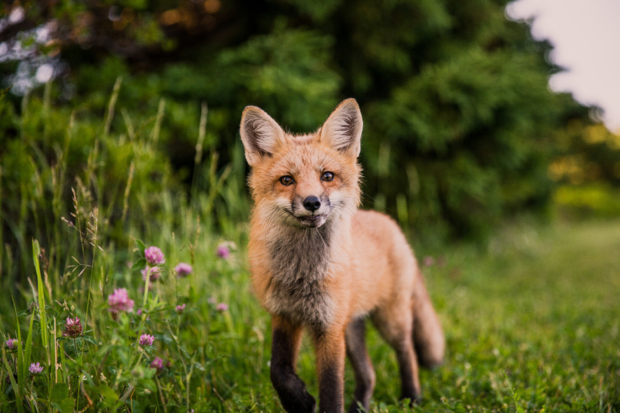fox