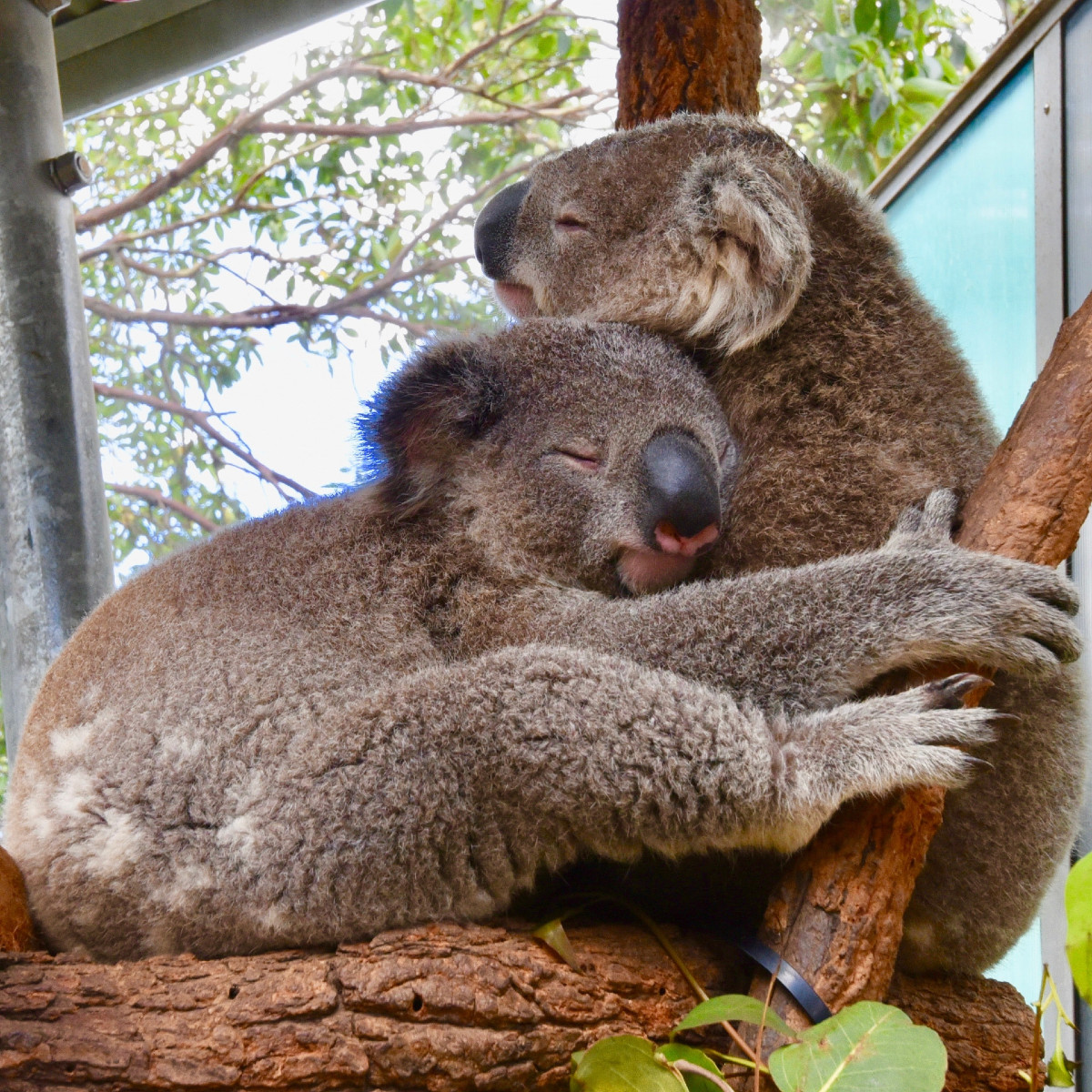 Two Koalas