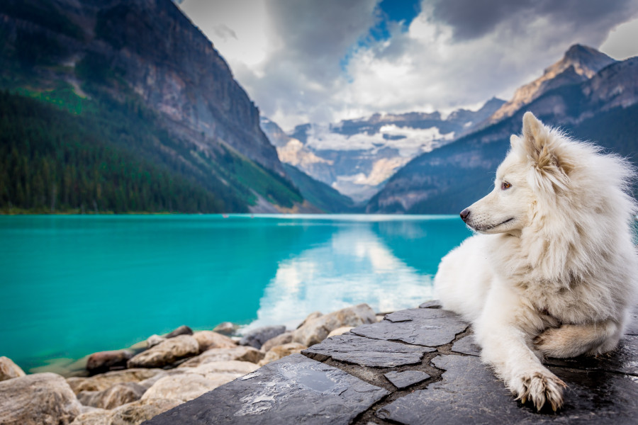 white-dog